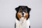 Australian Shepherd Portrait