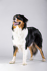 standing Australian Shepherd