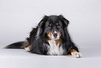 fizzy Australian Shepherd