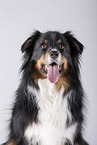 fizzy Australian Shepherd