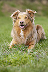 Australian Shepherd on the meadow