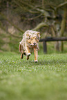 Australian Shepherd on the meadow