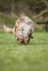 Australian Shepherd on the meadow