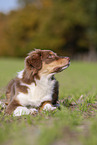 lying Australian Shepherd