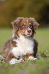 lying Australian Shepherd