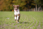 running Australian Shepherd