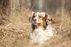 lying Australian Shepherd