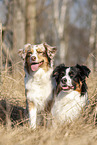 Australian Shepherds