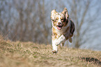 running Australian Shepherd