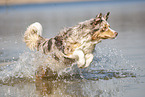 running Australian Shepherd