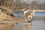 standing Australian Shepherd