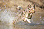 running Australian Shepherd