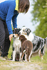 Australian Shepherds