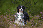 Australian Shepherds