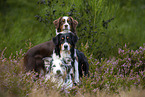 Australian Shepherds