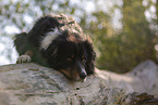 Australian Shepherd lying on tree trunk