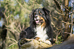 Australian Shepherd lying on tree trunk