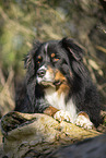 Australian Shepherd lying on tree trunk