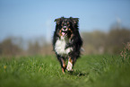 Australian Shepherd on the meadow