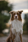 Australian Shepherd Portrait