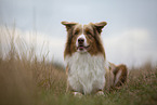 lying Australian Shepherd