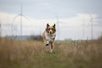 running Australian Shepherd