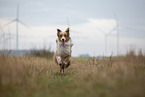 running Australian Shepherd