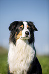 Australian Shepherd Portrait