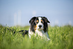 Australian Shepherd on the meadow