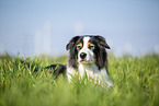 Australian Shepherd on the meadow