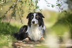 lying Australian Shepherd