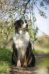 sitting Australian Shepherd