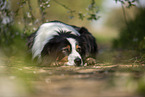 lying Australian Shepherd