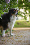 Australian Shepherd by Lilac