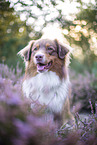 Australian Shepherd in the heather