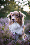 Australian Shepherd in the heather