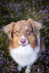 Australian Shepherd in the heather