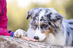 Australian Shepherd