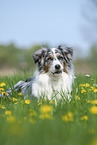 lying Australian Shepherd