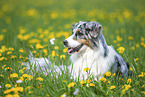 lying Australian Shepherd