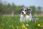 lying Australian Shepherd