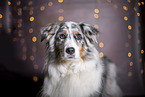 Australian Shepherd Portrait