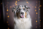 Australian Shepherd Portrait