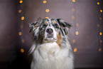 Australian Shepherd Portrait