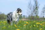 standing Australian Shepherd