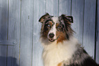 blue-merle Australian Shepherd