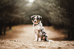 Australian Shepherd puppy