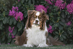 Australian Shepherd