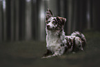 young Australian Shepherd