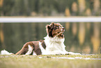 adult Australian Shepherd